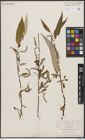 Foto von Salix bonplandiana Kunth